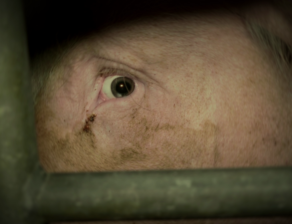 Song Of The Beasts Song Of The Beasts