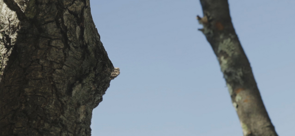 El cortometraje del mes - junio de 2016 El cortometraje del mes - junio de 2016