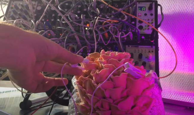 Green Grey Black Brown