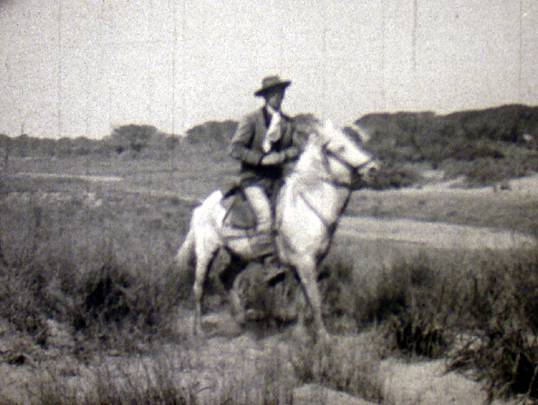 Vibre, cheval sauvage