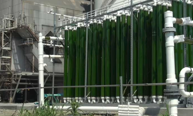 Green Grey Black Brown