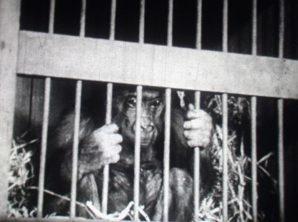 Une histoire de singe