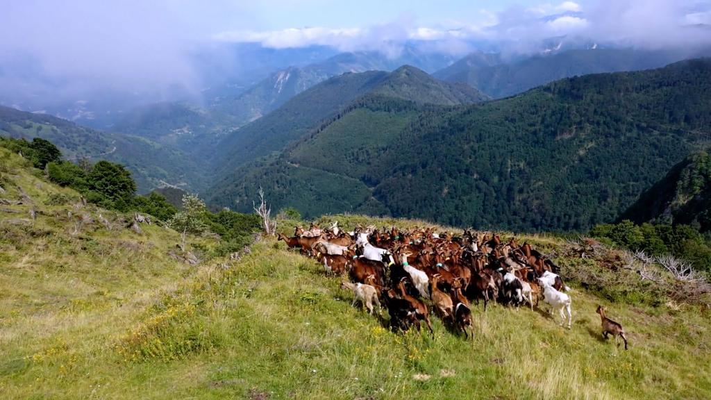 La Réponse des bergers La Réponse des bergers