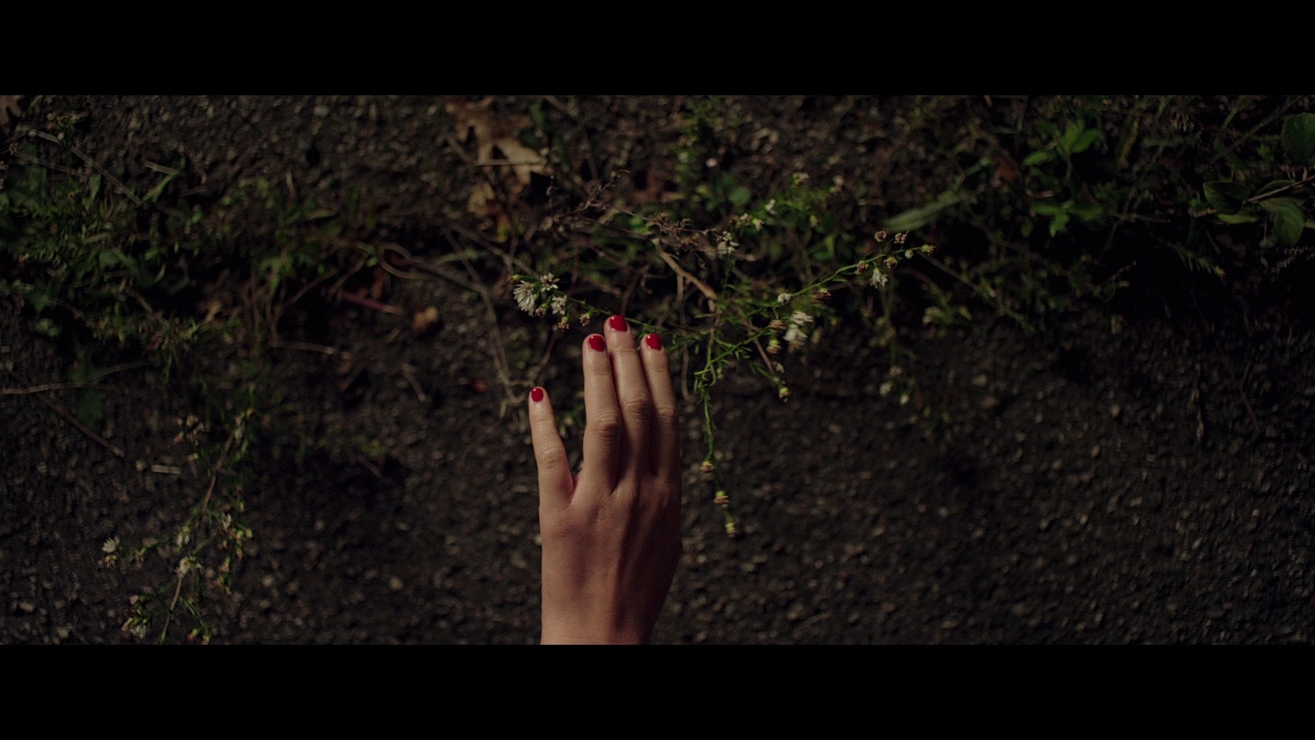 David Robert Mitchell, jury member of MyFrenchFilmFestival! David Robert Mitchell, jury member of MyFrenchFilmFestival!