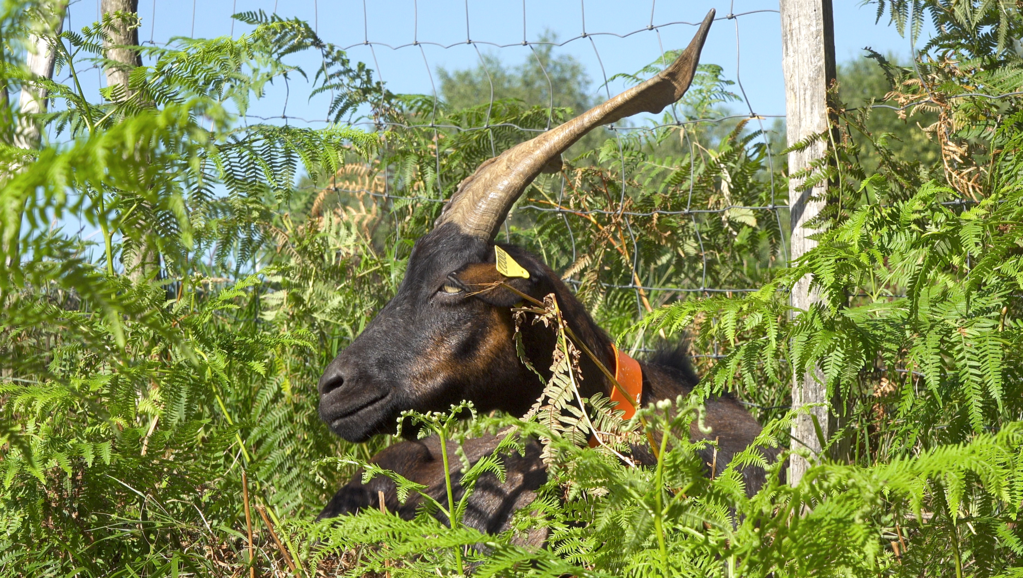 La Réponse des bergers La Réponse des bergers