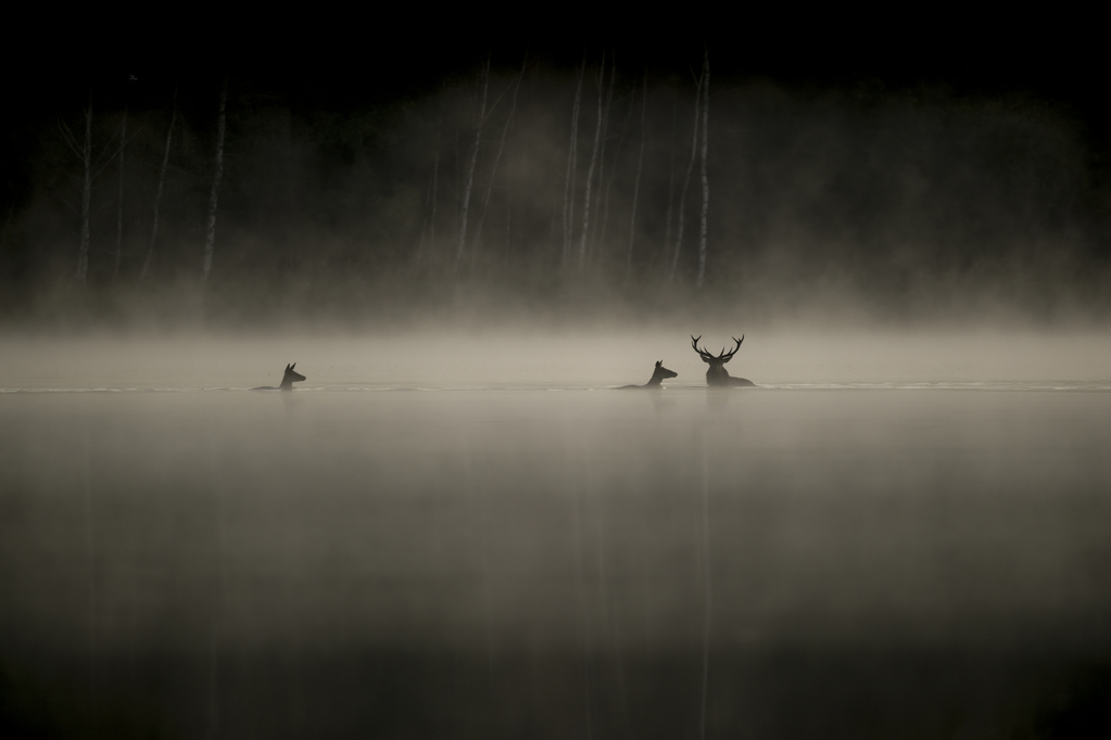 Antoine Lavorel - &copy; Vincent Munier