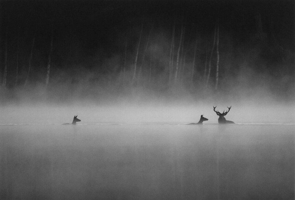 Vincent Munier Vincent Munier