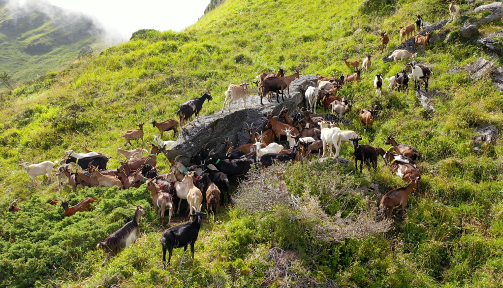 La Réponse des bergers La Réponse des bergers