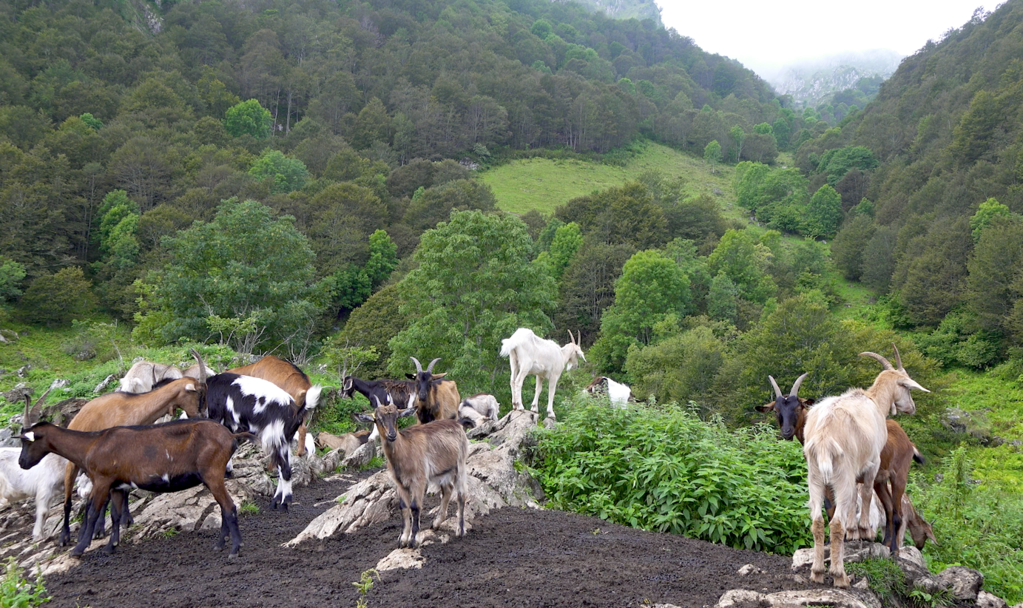 La Réponse des bergers La Réponse des bergers