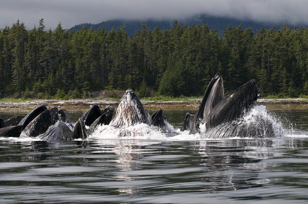 Festival Internacional de Cine de Vietnam - 2010 - &copy; Fran&ccedil;ois Sarano