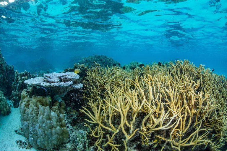 The Children of the Coral The Children of the Coral