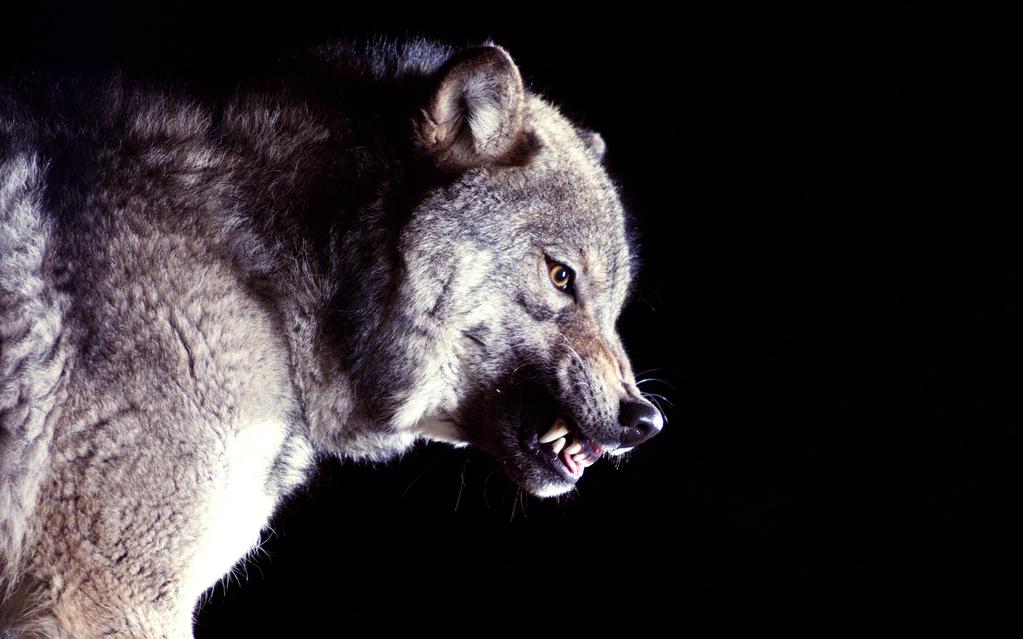 Karim Ch&eacute;rigu&egrave;ne