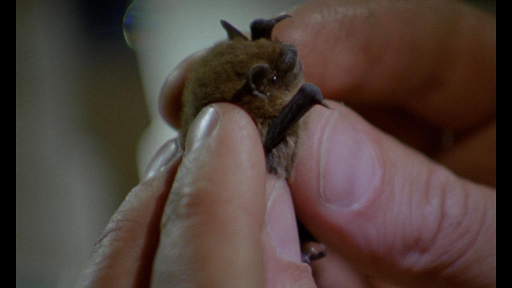 Olhe bem as montanhas... (Regardez bien les montagnes...) Olhe bem as montanhas... (Regardez bien les montagnes...)