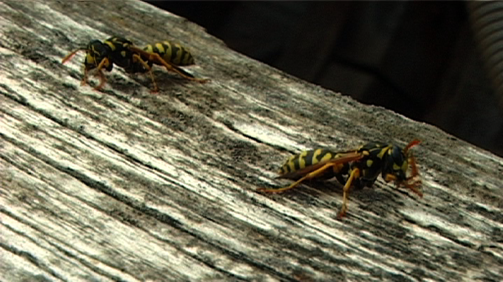 S&eacute;bastien Valot