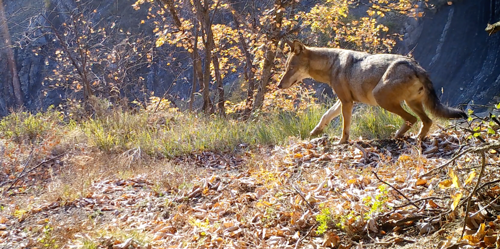 Vivre avec les loups Vivre avec les loups