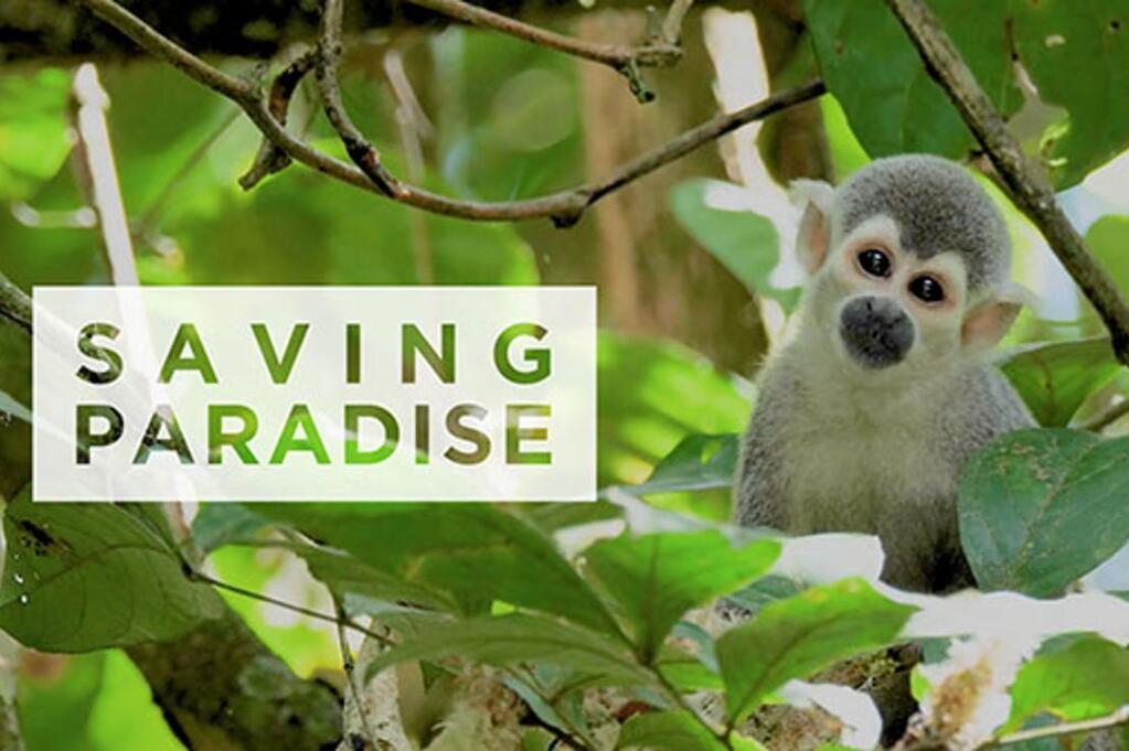 French Connection Films