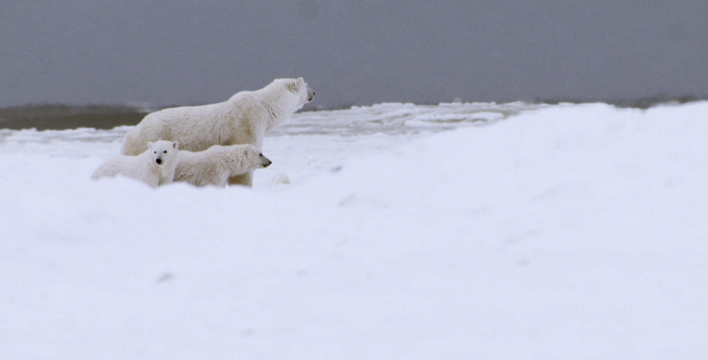 Kingdom of the Polar Bears Kingdom of the Polar Bears