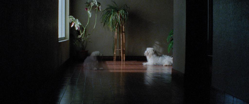 Les Mille et une nuits - Le Désolé Les Mille et une nuits - Le Désolé