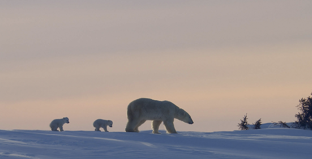L'Homme qui aimait les ours