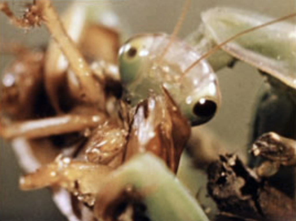 The Lands of Insects