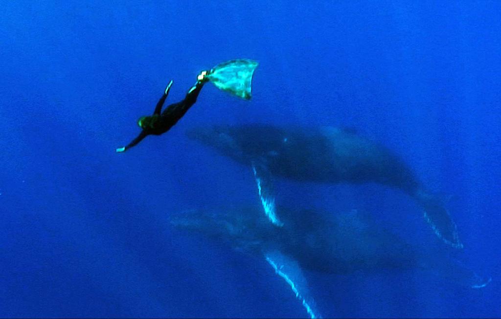 The Whale and Me The Whale and Me