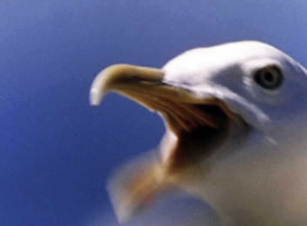 Lands of Birds Lands of Birds