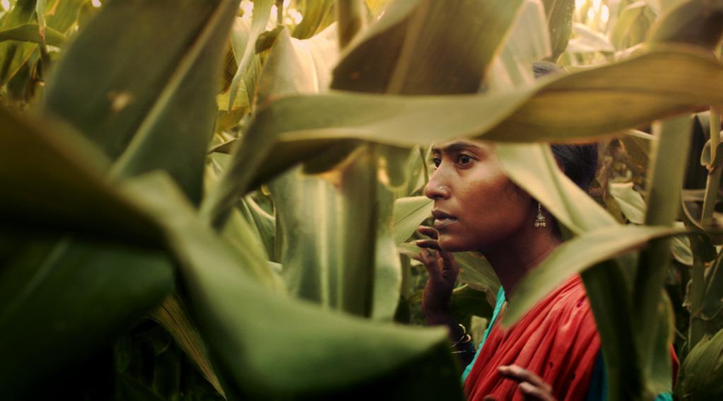 The Field - © Lionfish The Field - © Lionfish