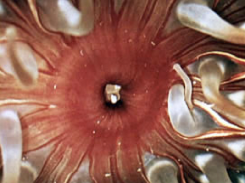 Submarine Life Submarine Life