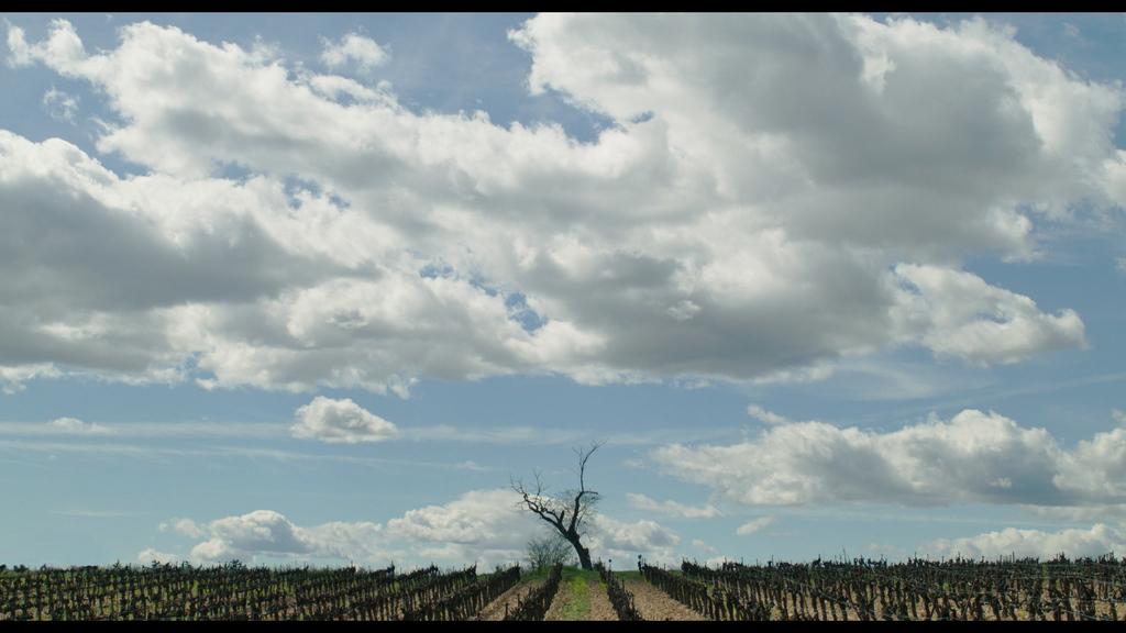 Son père était un arbre Son père était un arbre