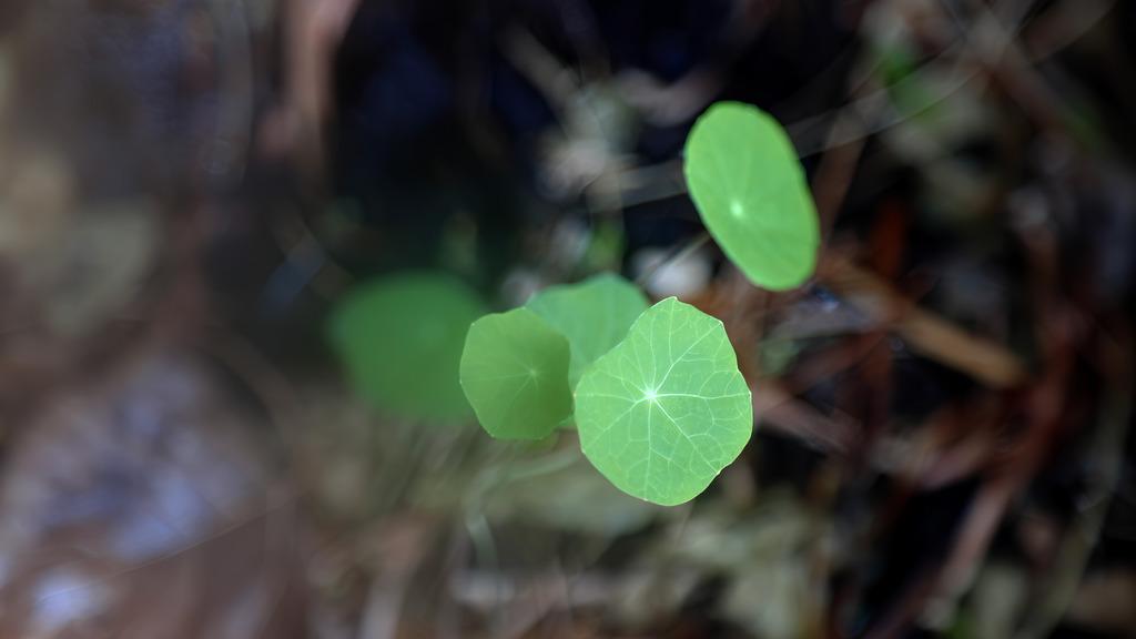 Echoes of the Moon Echoes of the Moon